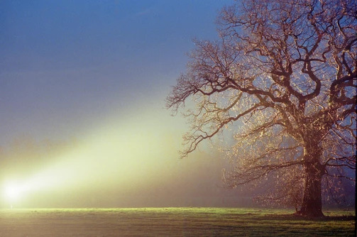 Tree and light