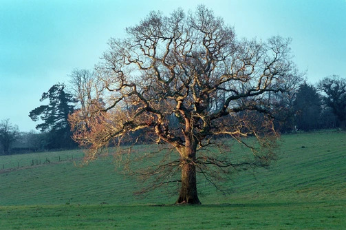 Tree of life